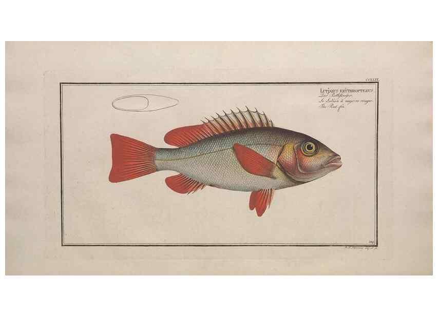 Reproducción/Reproduction 49774610432: Ichtyologie, ou, Histoire naturelle, générale et particulière des poissons :. A Berlin :Chez l'auteur, & chez François de la Garde libraire,1785-1797.. 