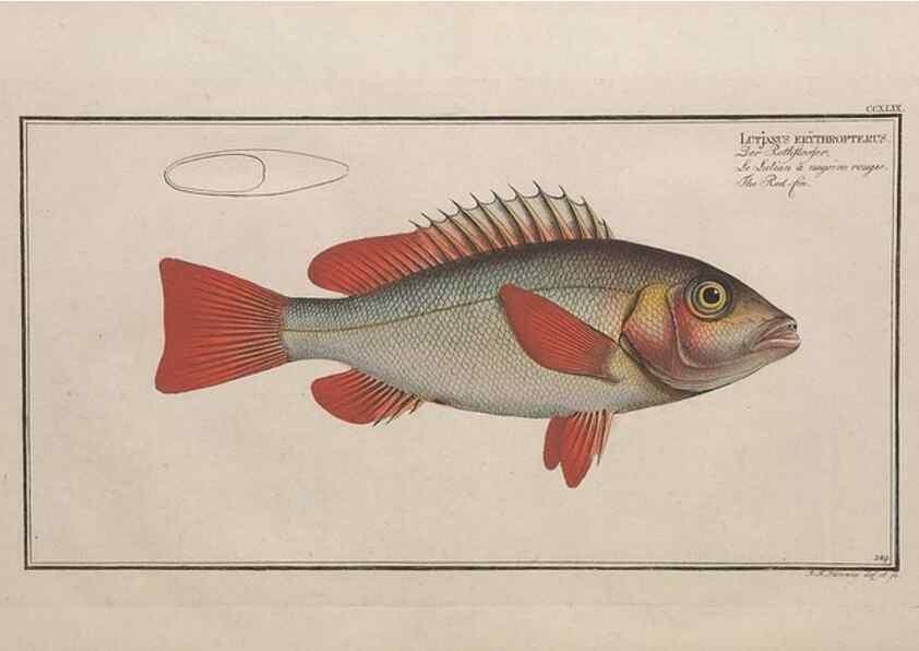 Reproducción/Reproduction 49774610432: Ichtyologie, ou, Histoire naturelle, générale et particulière des poissons :. A Berlin :Chez l'auteur, & chez François de la Garde libraire,1785-1797.. 