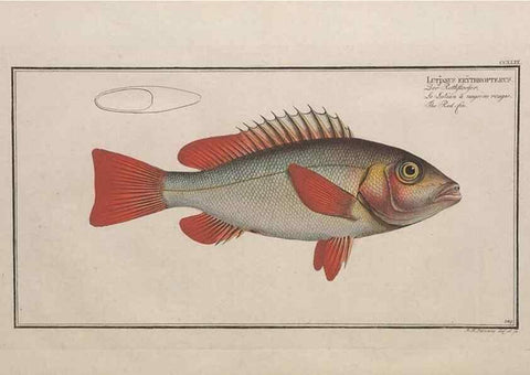 Reproducción/Reproduction 49774610432: Ichtyologie, ou, Histoire naturelle, générale et particulière des poissons :. A Berlin :Chez l'auteur, & chez François de la Garde libraire,1785-1797.. 