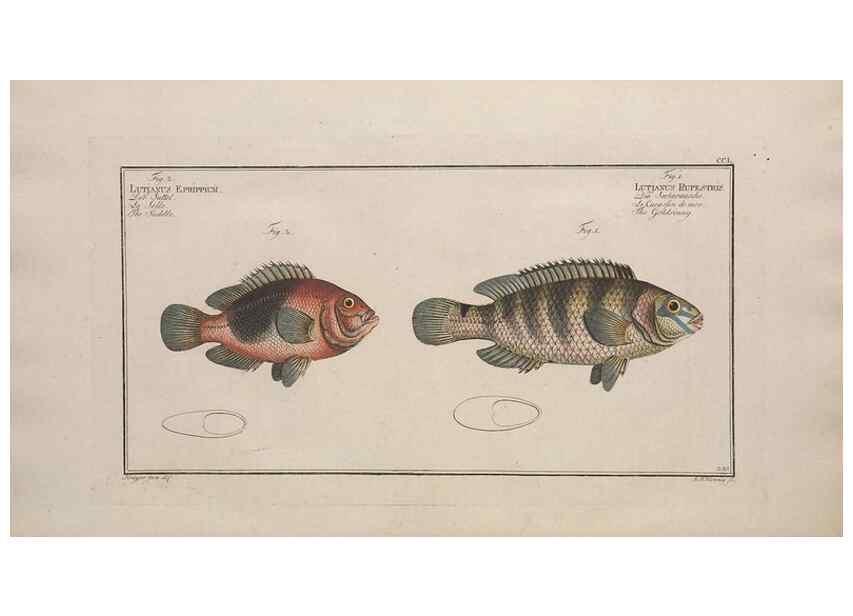 Reproducción/Reproduction 49774279346: Ichtyologie, ou, Histoire naturelle, générale et particulière des poissons :. A Berlin :Chez l'auteur, & chez François de la Garde libraire,1785-1797.. 