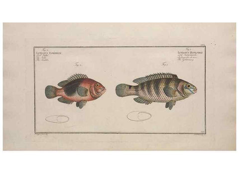 Reproducción/Reproduction 49774279346: Ichtyologie, ou, Histoire naturelle, générale et particulière des poissons :. A Berlin :Chez l'auteur, & chez François de la Garde libraire,1785-1797.. 