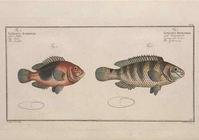 Reproducción/Reproduction 49774279346: Ichtyologie, ou, Histoire naturelle, générale et particulière des poissons :. A Berlin :Chez l'auteur, & chez François de la Garde libraire,1785-1797.. 