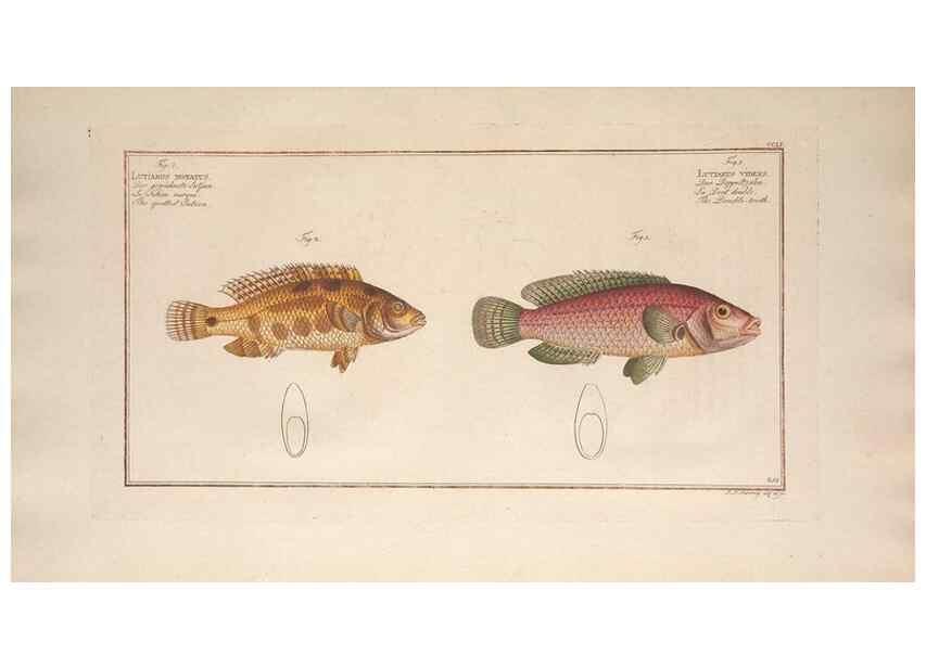 Reproducción/Reproduction 49773750283: Ichtyologie, ou, Histoire naturelle, générale et particulière des poissons :. A Berlin :Chez l'auteur, & chez François de la Garde libraire,1785-1797.. 