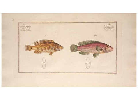 Reproducción/Reproduction 49773750283: Ichtyologie, ou, Histoire naturelle, générale et particulière des poissons :. A Berlin :Chez l'auteur, & chez François de la Garde libraire,1785-1797.. 