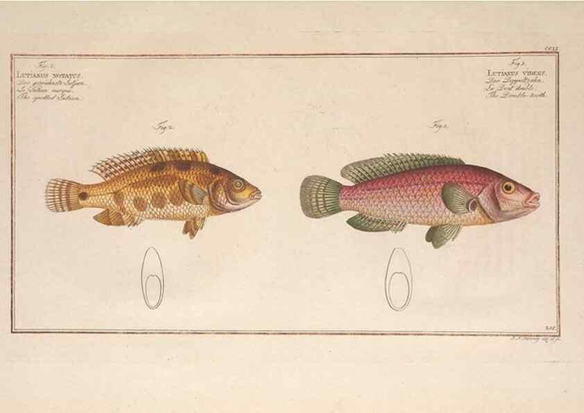 Reproducción/Reproduction 49773750283: Ichtyologie, ou, Histoire naturelle, générale et particulière des poissons :. A Berlin :Chez l'auteur, & chez François de la Garde libraire,1785-1797.. 