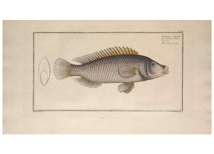 Reproducción/Reproduction 49773750708: Ichtyologie, ou, Histoire naturelle, générale et particulière des poissons :. A Berlin :Chez l'auteur, & chez François de la Garde libraire,1785-1797.. 