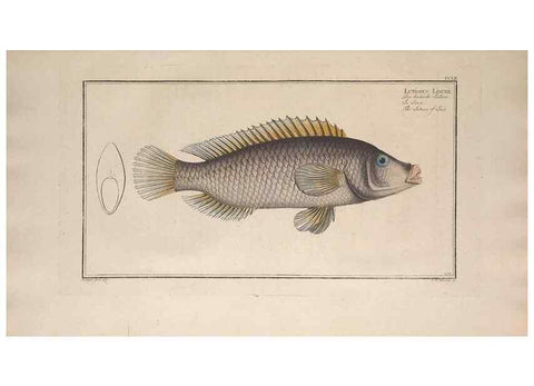 Reproducción/Reproduction 49773750708: Ichtyologie, ou, Histoire naturelle, générale et particulière des poissons :. A Berlin :Chez l'auteur, & chez François de la Garde libraire,1785-1797.. 