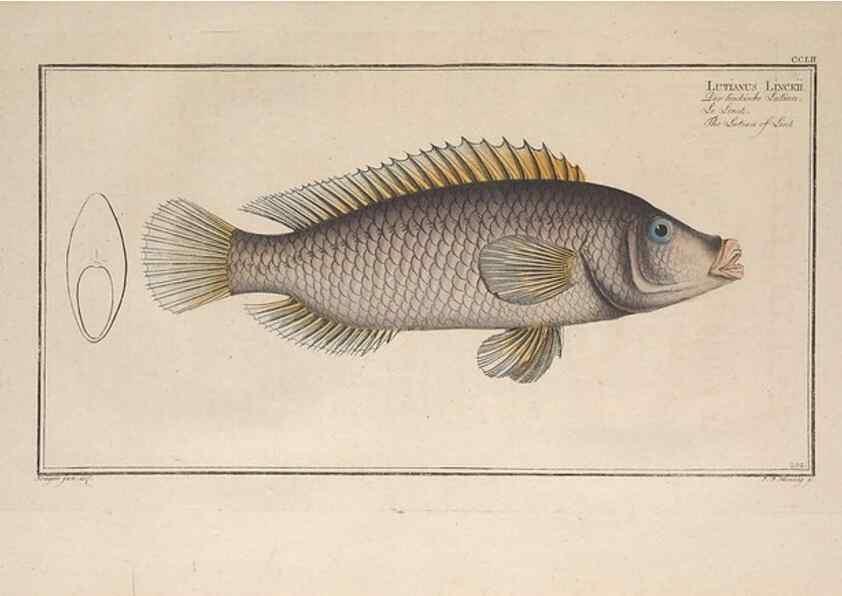 Reproducción/Reproduction 49773750708: Ichtyologie, ou, Histoire naturelle, générale et particulière des poissons :. A Berlin :Chez l'auteur, & chez François de la Garde libraire,1785-1797.. 