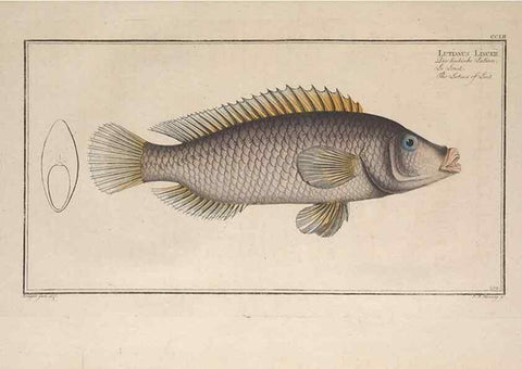 Reproducción/Reproduction 49773750708: Ichtyologie, ou, Histoire naturelle, générale et particulière des poissons :. A Berlin :Chez l'auteur, & chez François de la Garde libraire,1785-1797.. 
