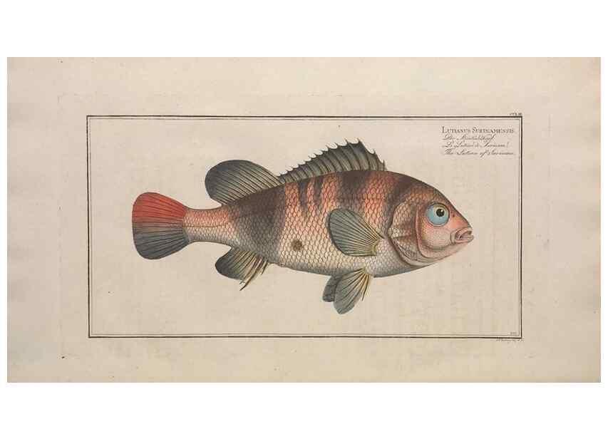 Reproducción/Reproduction 49774280431: Ichtyologie, ou, Histoire naturelle, générale et particulière des poissons :. A Berlin :Chez l'auteur, & chez François de la Garde libraire,1785-1797.. 