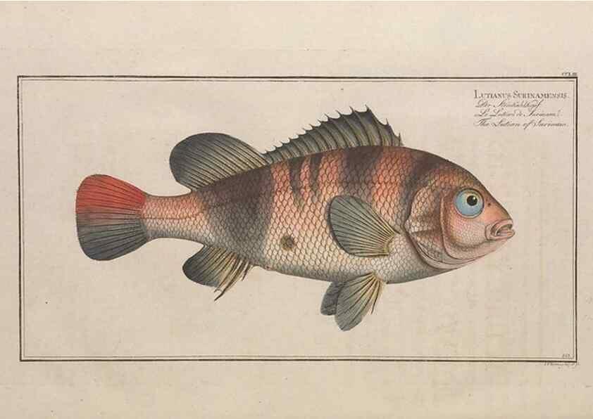 Reproducción/Reproduction 49774280431: Ichtyologie, ou, Histoire naturelle, générale et particulière des poissons :. A Berlin :Chez l'auteur, & chez François de la Garde libraire,1785-1797.. 