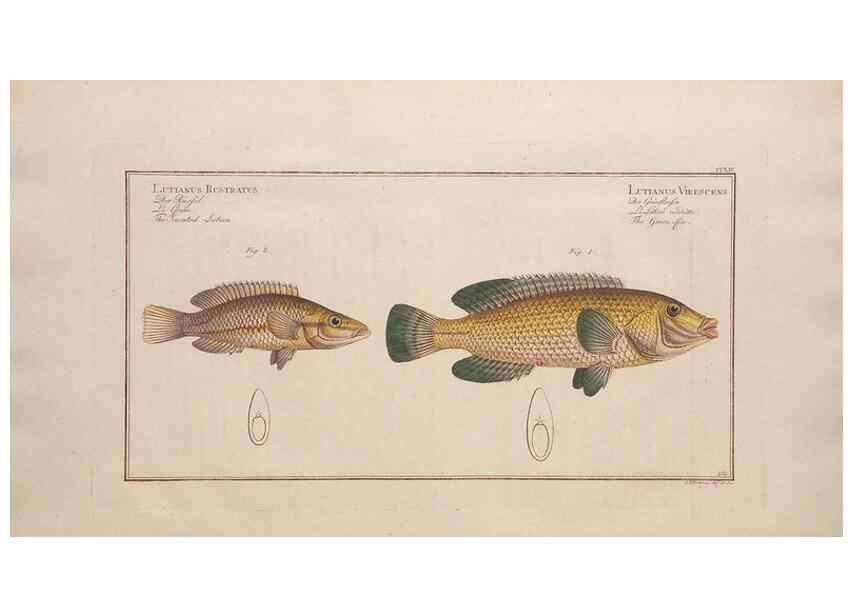 Reproducción/Reproduction 49774612072: Ichtyologie, ou, Histoire naturelle, générale et particulière des poissons :. A Berlin :Chez l'auteur, & chez François de la Garde libraire,1785-1797.. 