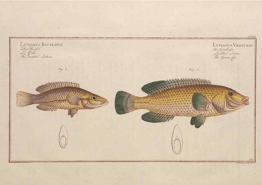 Reproducción/Reproduction 49774612072: Ichtyologie, ou, Histoire naturelle, générale et particulière des poissons :. A Berlin :Chez l'auteur, & chez François de la Garde libraire,1785-1797.. 