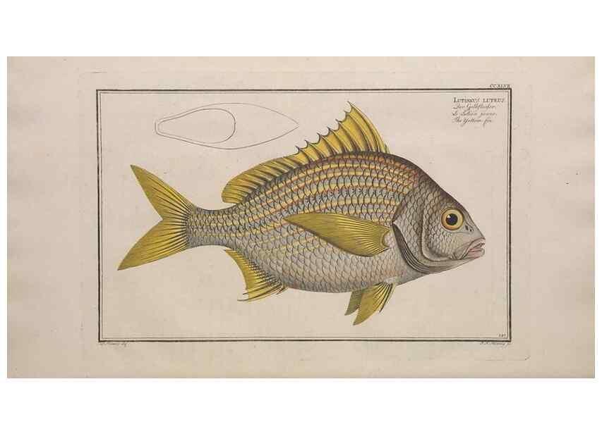 Reproducción/Reproduction 49774609697: Ichtyologie, ou, Histoire naturelle, générale et particulière des poissons :. A Berlin :Chez l'auteur, & chez François de la Garde libraire,1785-1797.. 