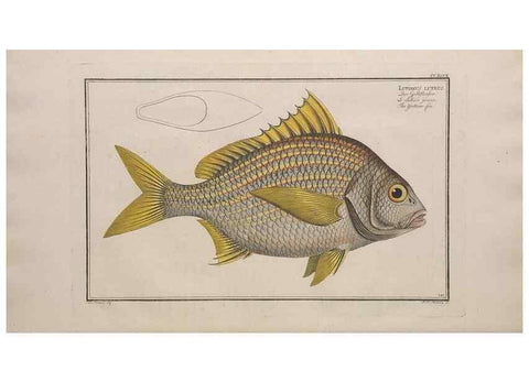 Reproducción/Reproduction 49774609697: Ichtyologie, ou, Histoire naturelle, générale et particulière des poissons :. A Berlin :Chez l'auteur, & chez François de la Garde libraire,1785-1797.. 