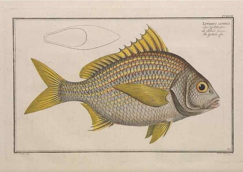 Reproducción/Reproduction 49774609697: Ichtyologie, ou, Histoire naturelle, générale et particulière des poissons :. A Berlin :Chez l'auteur, & chez François de la Garde libraire,1785-1797.. 