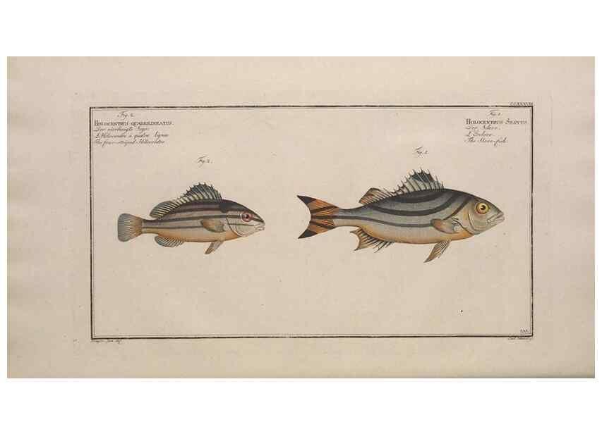 Reproducción/Reproduction 49774275201: Ichtyologie, ou, Histoire naturelle, générale et particulière des poissons :. A Berlin :Chez l'auteur, & chez François de la Garde libraire,1785-1797.. 