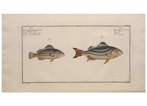 Reproducción/Reproduction 49774275201: Ichtyologie, ou, Histoire naturelle, générale et particulière des poissons :. A Berlin :Chez l'auteur, & chez François de la Garde libraire,1785-1797.. 