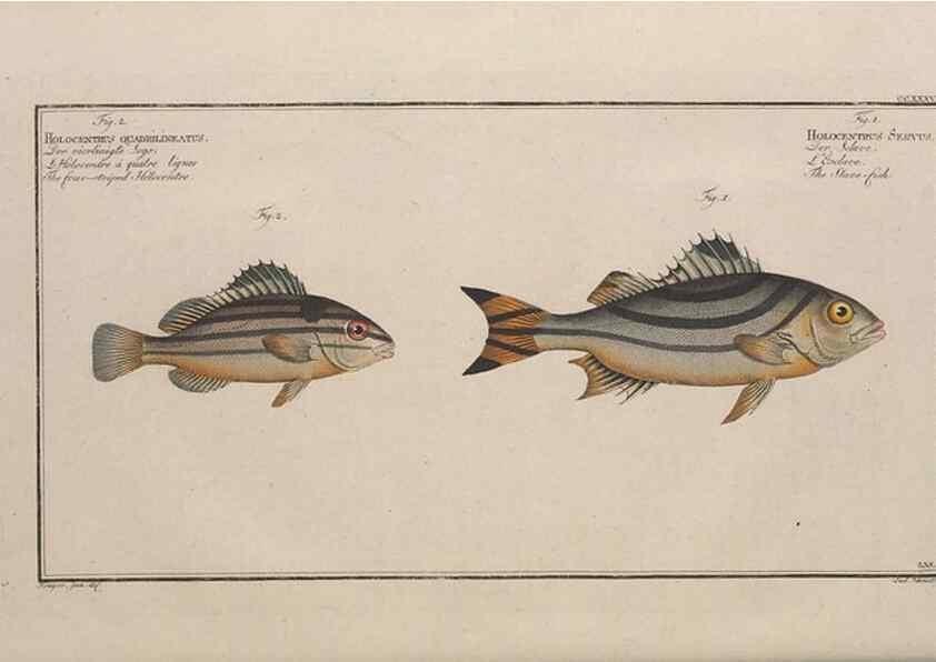 Reproducción/Reproduction 49774275201: Ichtyologie, ou, Histoire naturelle, générale et particulière des poissons :. A Berlin :Chez l'auteur, & chez François de la Garde libraire,1785-1797.. 