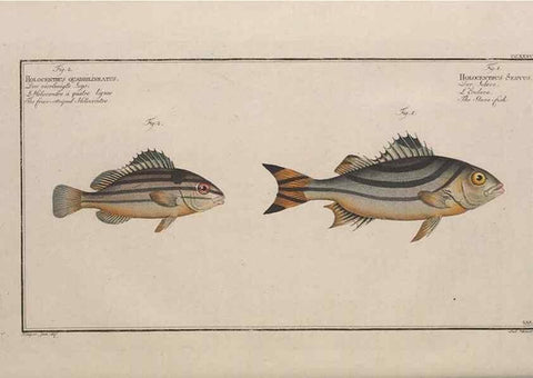Reproducción/Reproduction 49774275201: Ichtyologie, ou, Histoire naturelle, générale et particulière des poissons :. A Berlin :Chez l'auteur, & chez François de la Garde libraire,1785-1797.. 