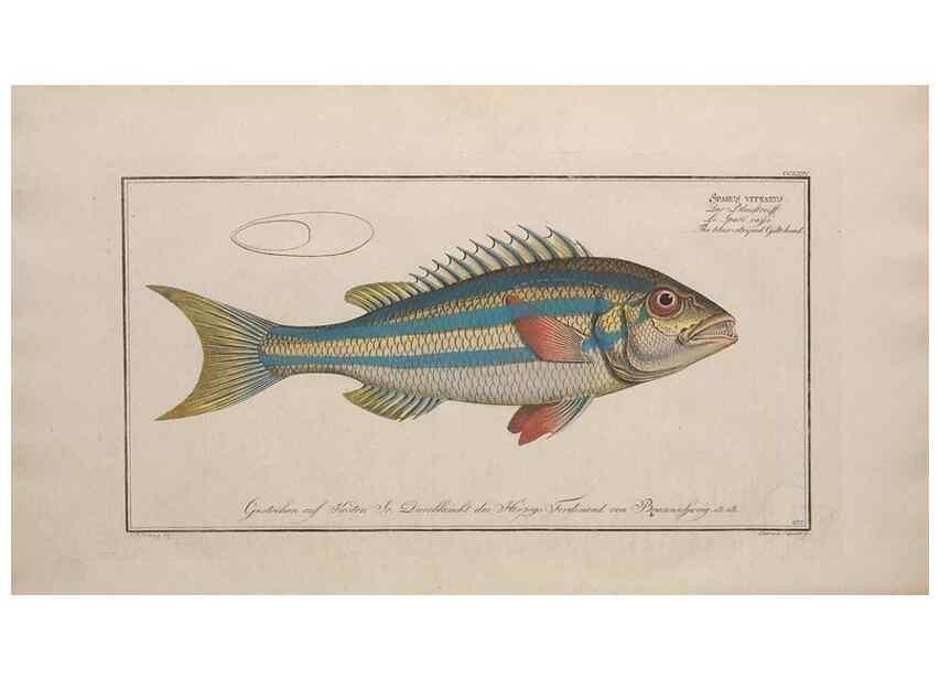Reproducción/Reproduction 49774620327: Ichtyologie, ou, Histoire naturelle, générale et particulière des poissons :. A Berlin :Chez l'auteur, & chez François de la Garde libraire,1785-1797.. 