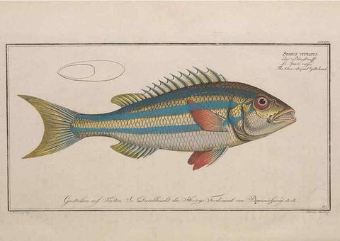 Reproducción/Reproduction 49774620327: Ichtyologie, ou, Histoire naturelle, générale et particulière des poissons :. A Berlin :Chez l'auteur, & chez François de la Garde libraire,1785-1797.. 