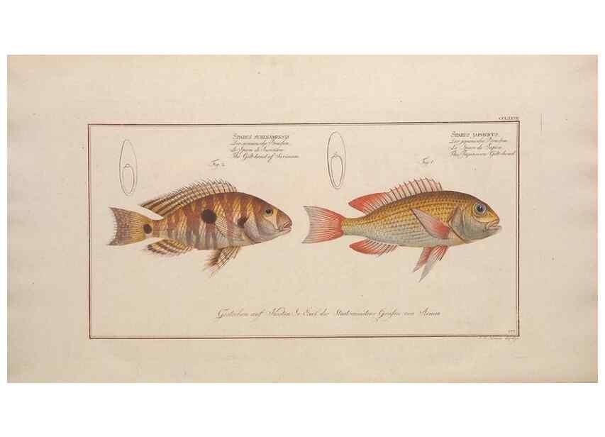 Reproducción/Reproduction 49773760228: Ichtyologie, ou, Histoire naturelle, générale et particulière des poissons :. A Berlin :Chez l'auteur, & chez François de la Garde libraire,1785-1797.. 