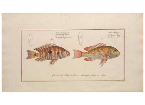 Reproducción/Reproduction 49773760228: Ichtyologie, ou, Histoire naturelle, générale et particulière des poissons :. A Berlin :Chez l'auteur, & chez François de la Garde libraire,1785-1797.. 