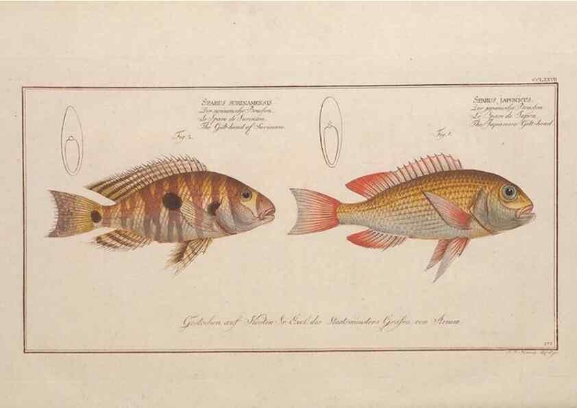 Reproducción/Reproduction 49773760228: Ichtyologie, ou, Histoire naturelle, générale et particulière des poissons :. A Berlin :Chez l'auteur, & chez François de la Garde libraire,1785-1797.. 