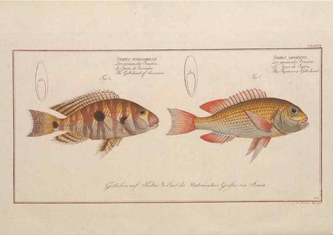Reproducción/Reproduction 49773760228: Ichtyologie, ou, Histoire naturelle, générale et particulière des poissons :. A Berlin :Chez l'auteur, & chez François de la Garde libraire,1785-1797.. 