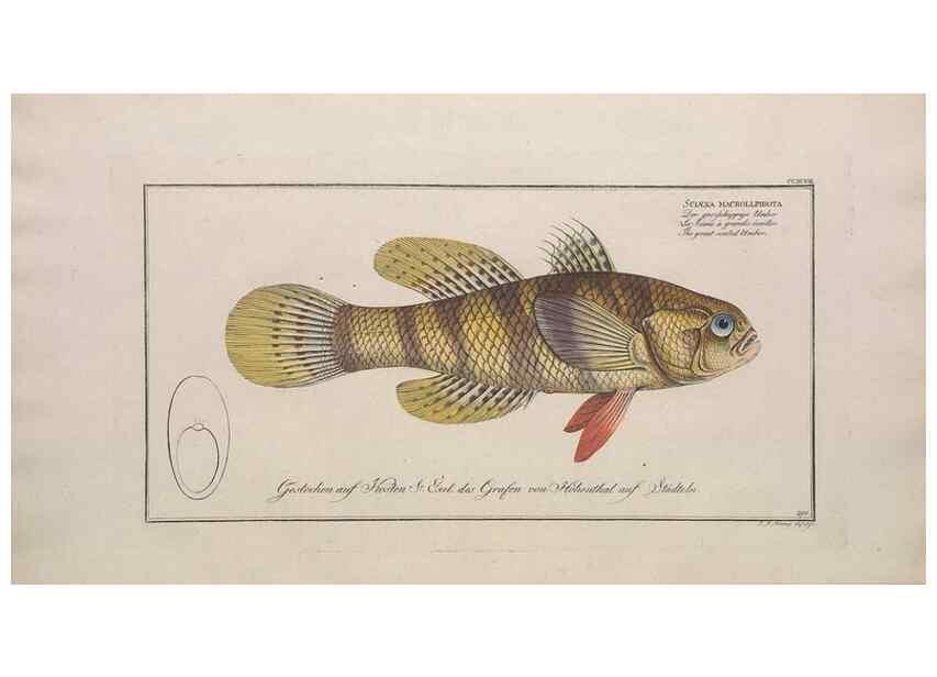 Reproducción/Reproduction 49773945383: Ichtyologie, ou, Histoire naturelle, générale et particulière des poissons :. A Berlin :Chez l'auteur, & chez François de la Garde libraire,1785-1797.. 