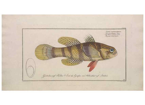Reproducción/Reproduction 49773945383: Ichtyologie, ou, Histoire naturelle, générale et particulière des poissons :. A Berlin :Chez l'auteur, & chez François de la Garde libraire,1785-1797.. 