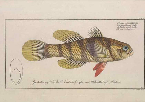 Reproducción/Reproduction 49773945383: Ichtyologie, ou, Histoire naturelle, générale et particulière des poissons :. A Berlin :Chez l'auteur, & chez François de la Garde libraire,1785-1797.. 