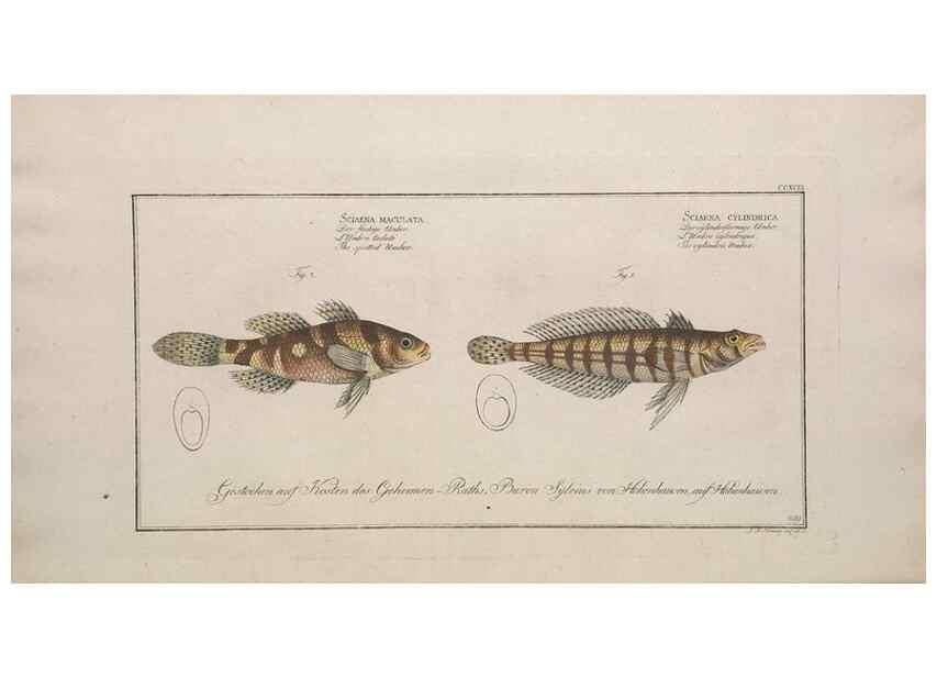 Reproducción/Reproduction 49773945668: Ichtyologie, ou, Histoire naturelle, générale et particulière des poissons :. A Berlin :Chez l'auteur, & chez François de la Garde libraire,1785-1797.. 