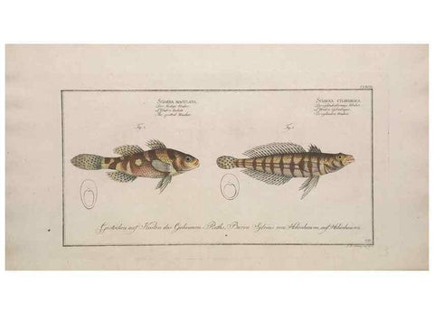 Reproducción/Reproduction 49773945668: Ichtyologie, ou, Histoire naturelle, générale et particulière des poissons :. A Berlin :Chez l'auteur, & chez François de la Garde libraire,1785-1797.. 