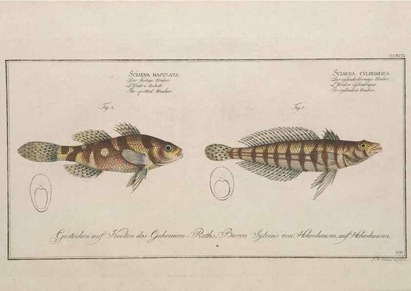 Reproducción/Reproduction 49773945668: Ichtyologie, ou, Histoire naturelle, générale et particulière des poissons :. A Berlin :Chez l'auteur, & chez François de la Garde libraire,1785-1797.. 
