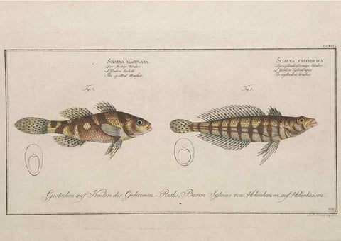 Reproducción/Reproduction 49773945668: Ichtyologie, ou, Histoire naturelle, générale et particulière des poissons :. A Berlin :Chez l'auteur, & chez François de la Garde libraire,1785-1797.. 