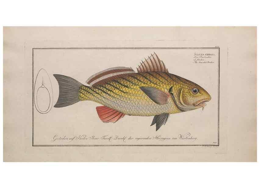 Reproducción/Reproduction 49773945903: Ichtyologie, ou, Histoire naturelle, générale et particulière des poissons :. A Berlin :Chez l'auteur, & chez François de la Garde libraire,1785-1797.. 