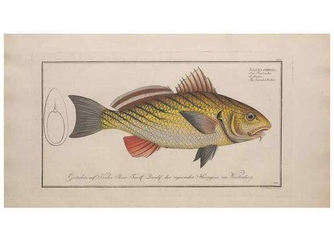 Reproducción/Reproduction 49773945903: Ichtyologie, ou, Histoire naturelle, générale et particulière des poissons :. A Berlin :Chez l'auteur, & chez François de la Garde libraire,1785-1797.. 