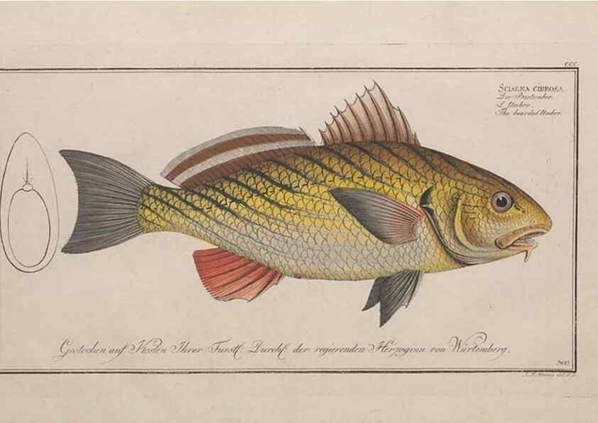 Reproducción/Reproduction 49773945903: Ichtyologie, ou, Histoire naturelle, générale et particulière des poissons :. A Berlin :Chez l'auteur, & chez François de la Garde libraire,1785-1797.. 