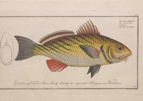 Reproducción/Reproduction 49773945903: Ichtyologie, ou, Histoire naturelle, générale et particulière des poissons :. A Berlin :Chez l'auteur, & chez François de la Garde libraire,1785-1797.. 