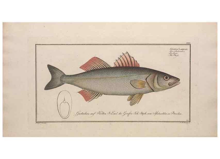 Reproducción/Reproduction 49773946168: Ichtyologie, ou, Histoire naturelle, générale et particulière des poissons :. A Berlin :Chez l'auteur, & chez François de la Garde libraire,1785-1797.. 