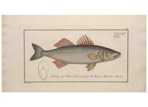 Reproducción/Reproduction 49773946168: Ichtyologie, ou, Histoire naturelle, générale et particulière des poissons :. A Berlin :Chez l'auteur, & chez François de la Garde libraire,1785-1797.. 