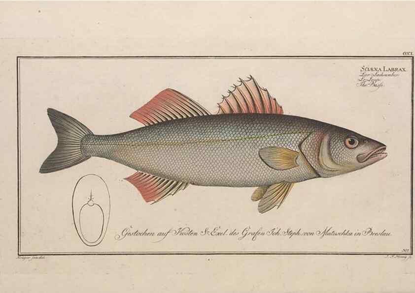 Reproducción/Reproduction 49773946168: Ichtyologie, ou, Histoire naturelle, générale et particulière des poissons :. A Berlin :Chez l'auteur, & chez François de la Garde libraire,1785-1797.. 