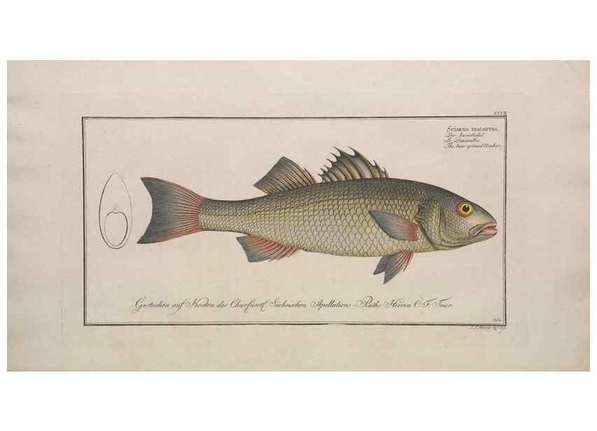 Reproducción/Reproduction 49773946548: Ichtyologie, ou, Histoire naturelle, générale et particulière des poissons :. A Berlin :Chez l'auteur, & chez François de la Garde libraire,1785-1797.. 
