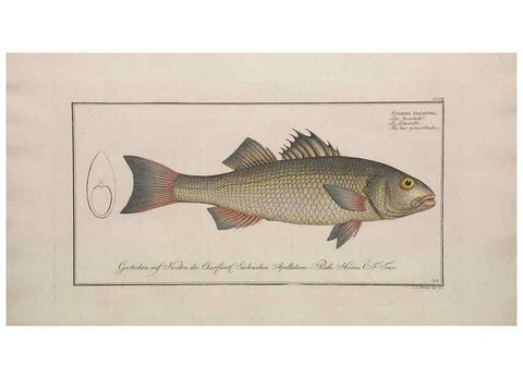 Reproducción/Reproduction 49773946548: Ichtyologie, ou, Histoire naturelle, générale et particulière des poissons :. A Berlin :Chez l'auteur, & chez François de la Garde libraire,1785-1797.. 