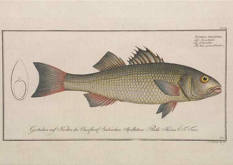 Reproducción/Reproduction 49773946548: Ichtyologie, ou, Histoire naturelle, générale et particulière des poissons :. A Berlin :Chez l'auteur, & chez François de la Garde libraire,1785-1797.. 