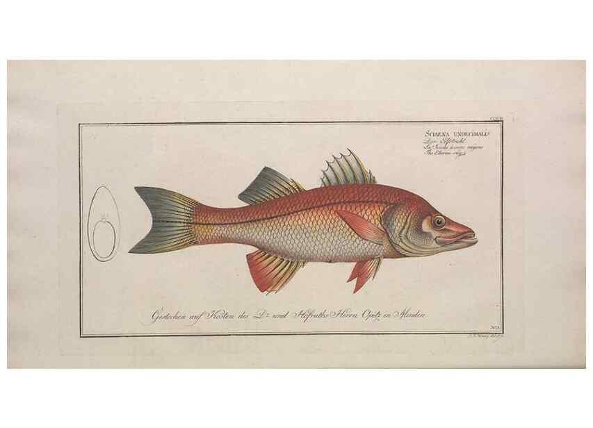 Reproducción/Reproduction 49774807822: Ichtyologie, ou, Histoire naturelle, générale et particulière des poissons :. A Berlin :Chez l'auteur, & chez François de la Garde libraire,1785-1797.. 