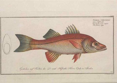 Reproducción/Reproduction 49774807822: Ichtyologie, ou, Histoire naturelle, générale et particulière des poissons :. A Berlin :Chez l'auteur, & chez François de la Garde libraire,1785-1797.. 