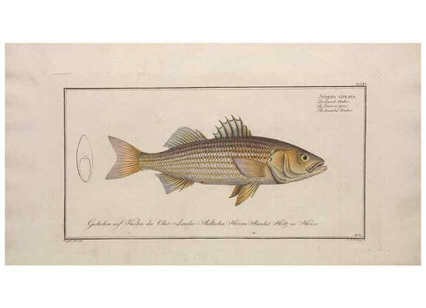 Reproducción/Reproduction 49774808127: Ichtyologie, ou, Histoire naturelle, générale et particulière des poissons :. A Berlin :Chez l'auteur, & chez François de la Garde libraire,1785-1797.. 